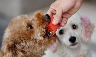 狗吃红薯好吗